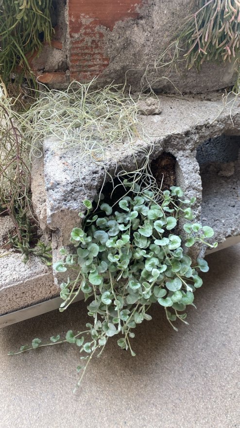Flora Casa Olatz