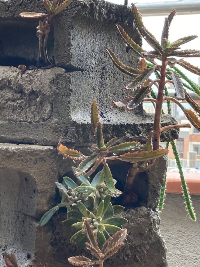 Flora Casa Olatz